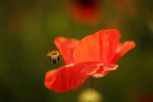Bee approaching vibrant red poppy flower.