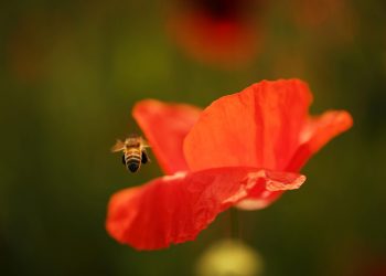 Bee approaching vibrant red poppy flower.