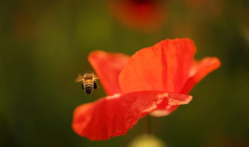 Bee approaching vibrant red poppy flower.
