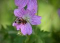 Bee collecting nectar from a vibrant pink flower.