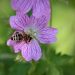 Bee collecting nectar from a vibrant pink flower.