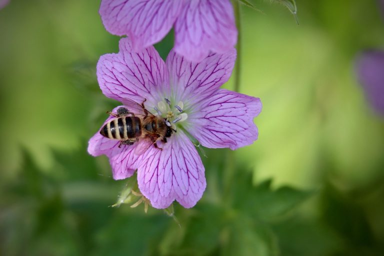 Bee collecting nectar from a vibrant pink flower.