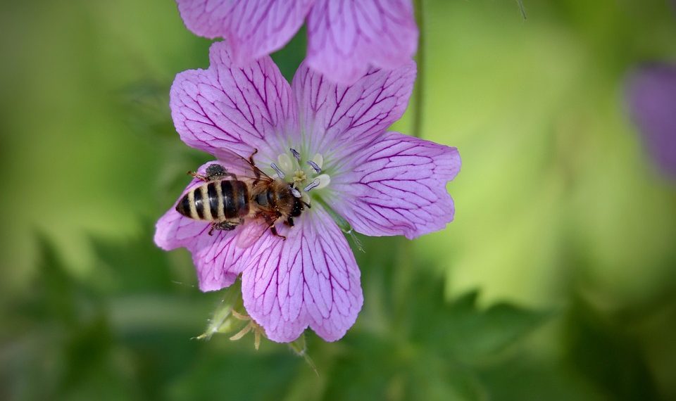 Bee collecting nectar from a vibrant pink flower.