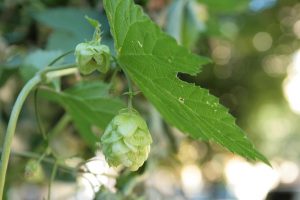 Hops plant with green leaves and cones hanging, highlighting its role in brewing beer.