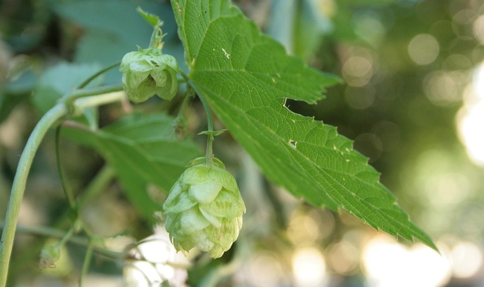 Hops plant with green leaves and cones hanging, highlighting its role in brewing beer.