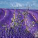 Lavender field in full bloom under a clear blue sky.