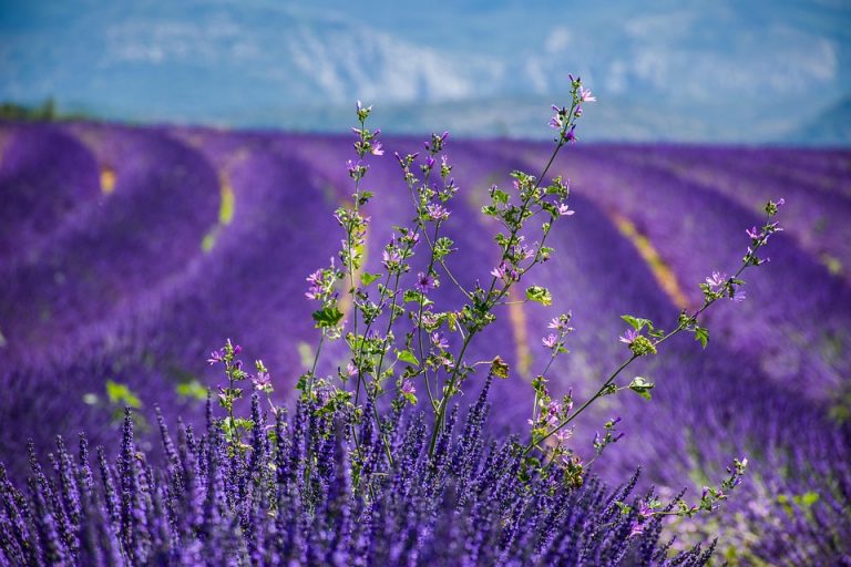 Lavender field in full bloom under a clear blue sky.