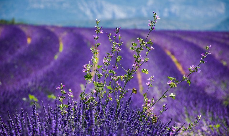 Lavender field in full bloom under a clear blue sky.