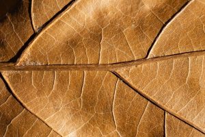 Brown leaf veins create a detailed pattern.