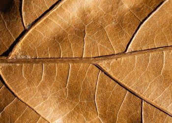 Brown leaf veins create a detailed pattern.