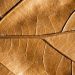 Brown leaf veins create a detailed pattern.