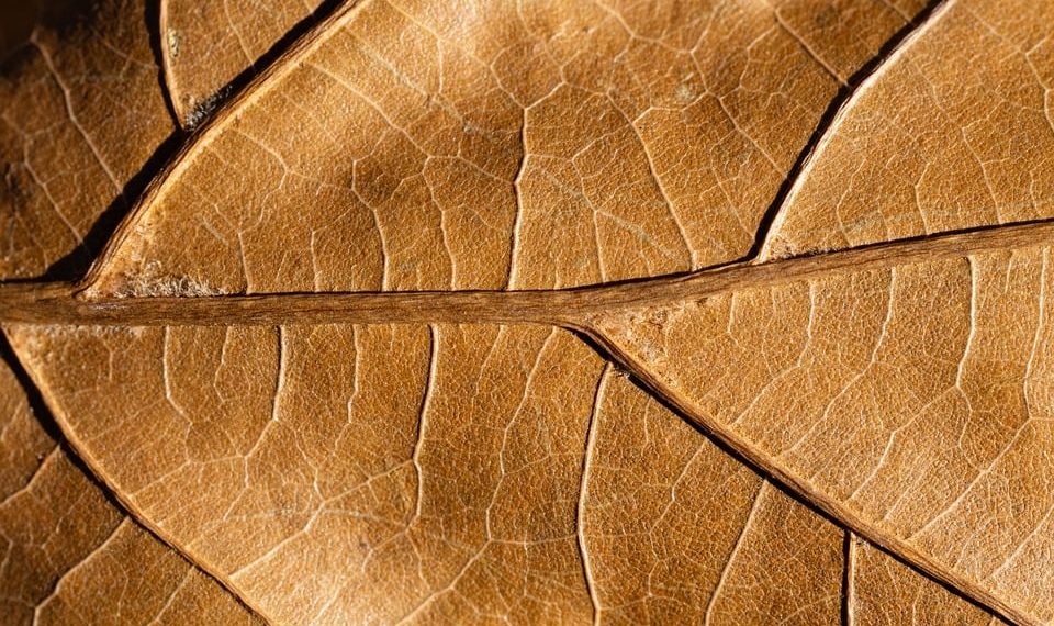 Brown leaf veins create a detailed pattern.