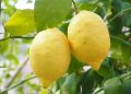 Two ripe lemons hanging on a tree branch.