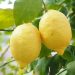 Two ripe lemons hanging on a tree branch.