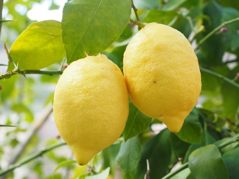 Two ripe lemons hanging on a tree branch.