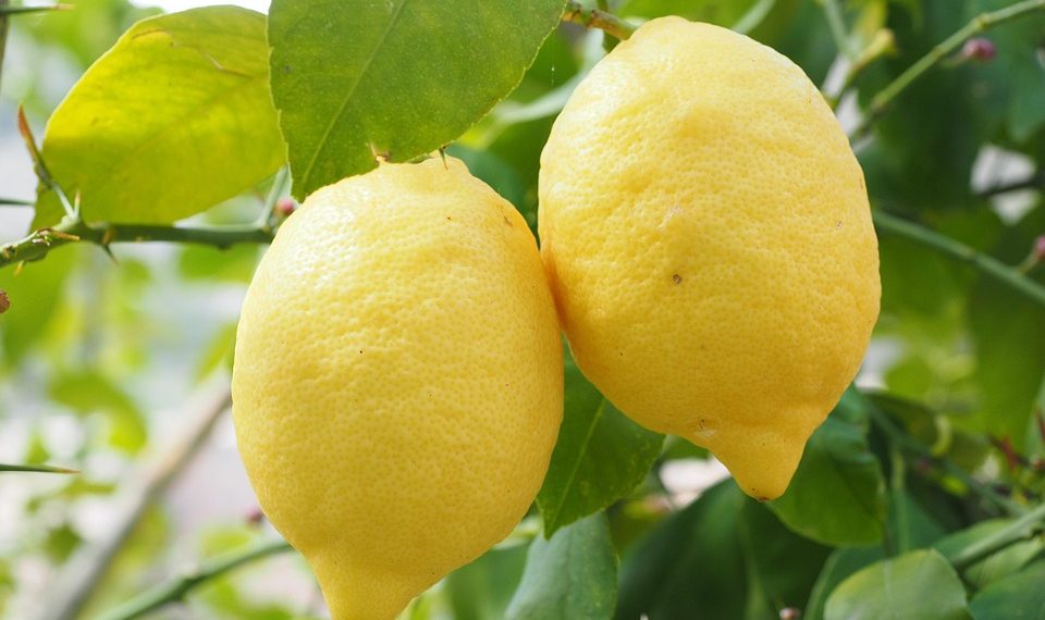 Two ripe lemons hanging on a tree branch.