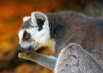 Ring-tailed lemur grooming itself with bright orange background.