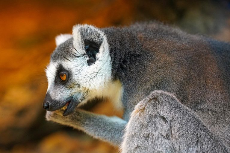 Ring-tailed lemur grooming itself with bright orange background.