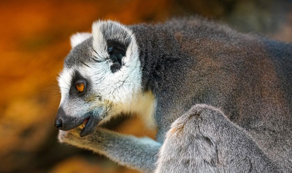 Ring-tailed lemur grooming itself with bright orange background.