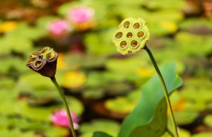 Lotus seed pods among lush green lily pads