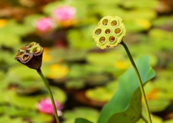 Lotus seed pods among lush green lily pads