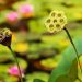 Lotus seed pods among lush green lily pads