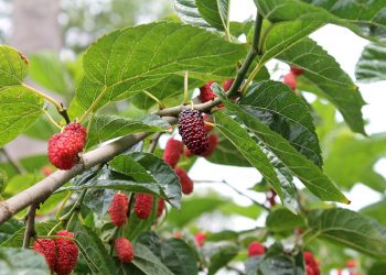 Mulberries ripening on a branch with green leaves.