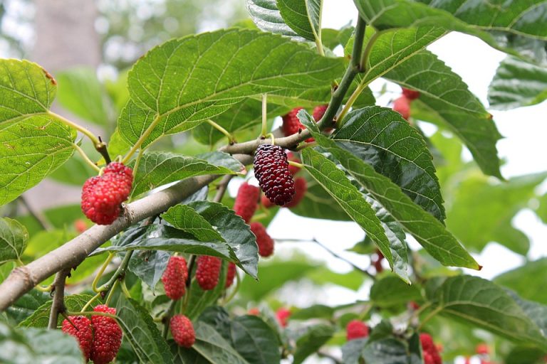 Mulberries ripening on a branch with green leaves.
