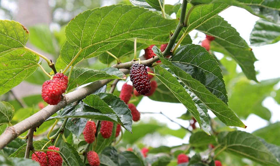 Mulberries ripening on a branch with green leaves.
