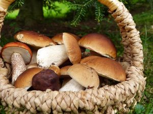 Fresh porcini mushrooms in a wicker basket.