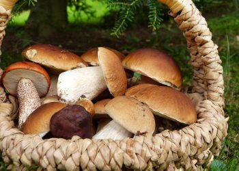Fresh porcini mushrooms in a wicker basket.