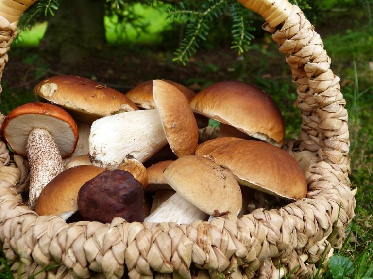 Fresh porcini mushrooms in a wicker basket.