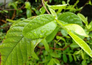Raindrops on lush green leaves.