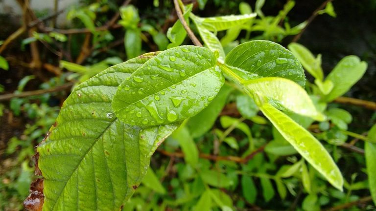 Raindrops on lush green leaves.