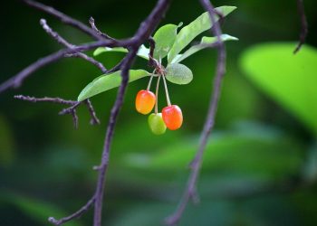 Ripening cherries hanging on a branch.