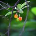 Ripening cherries hanging on a branch.