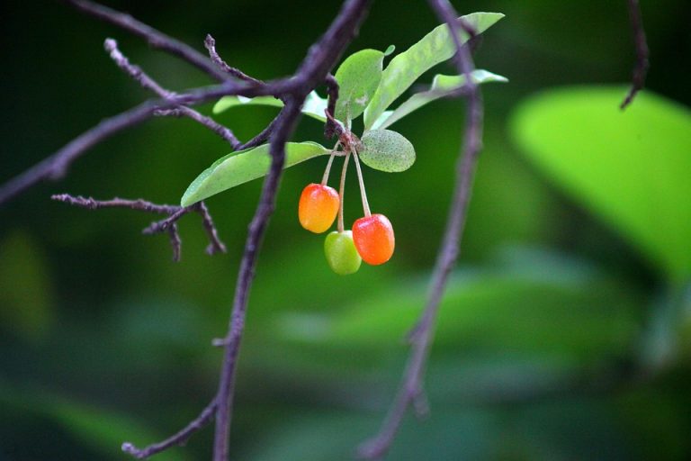 Ripening cherries hanging on a branch.