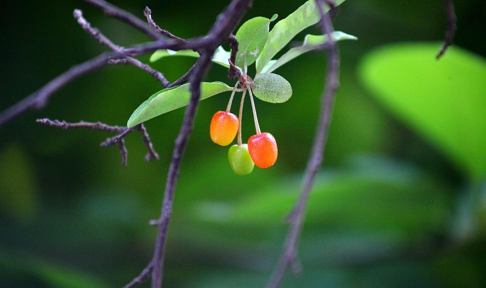 Ripening cherries hanging on a branch.