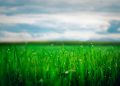 Dew-covered grass under a cloudy sky in close-up view.