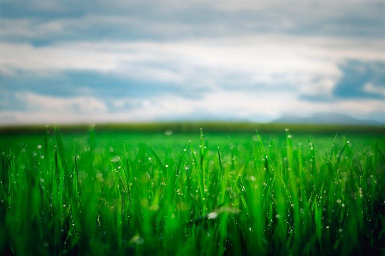 Dew-covered grass under a cloudy sky in close-up view.