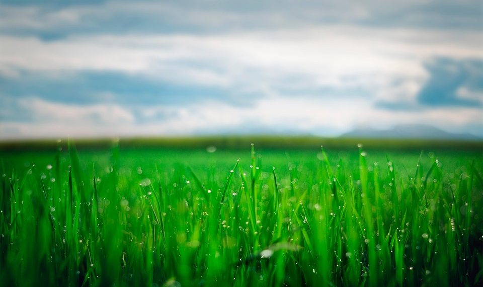 Dew-covered grass under a cloudy sky in close-up view.
