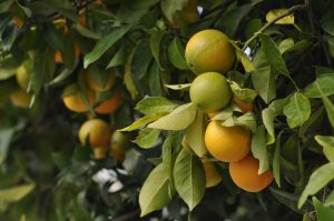 Oranges and green citrus hanging on tree branches