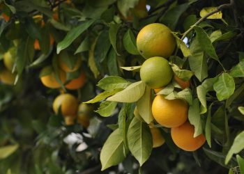 Oranges and green citrus hanging on tree branches