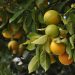 Oranges and green citrus hanging on tree branches