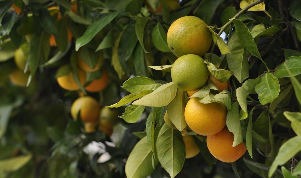 Oranges and green citrus hanging on tree branches