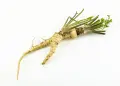 Parsnip root with green leaves on white background.