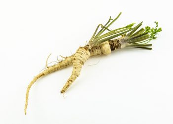 Parsnip root with green leaves on white background.