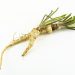 Parsnip root with green leaves on white background.