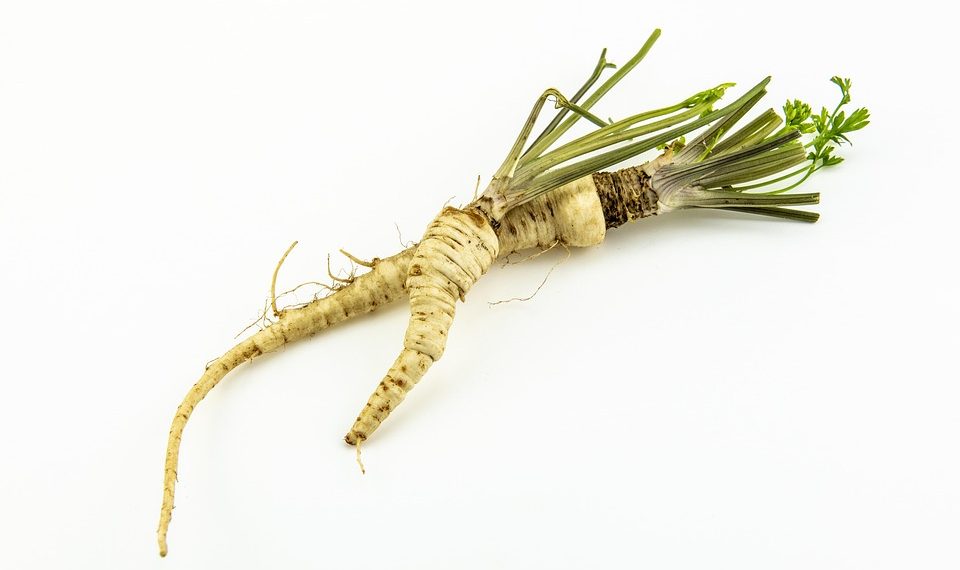 Parsnip root with green leaves on white background.