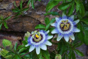 Two vibrant passion flowers growing on a vine.